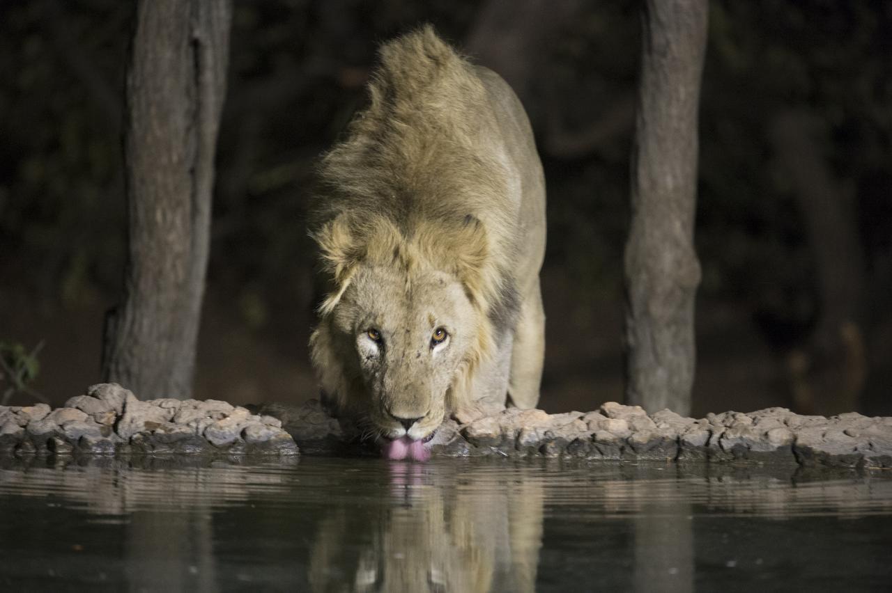 Ongava Tented Camp 오카우쿠에요 외부 사진